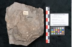 Foto (Objekt + Etikett) von Ficus deschmanni Ettingshausen (NHMW-GEO-2024-0188-7988)